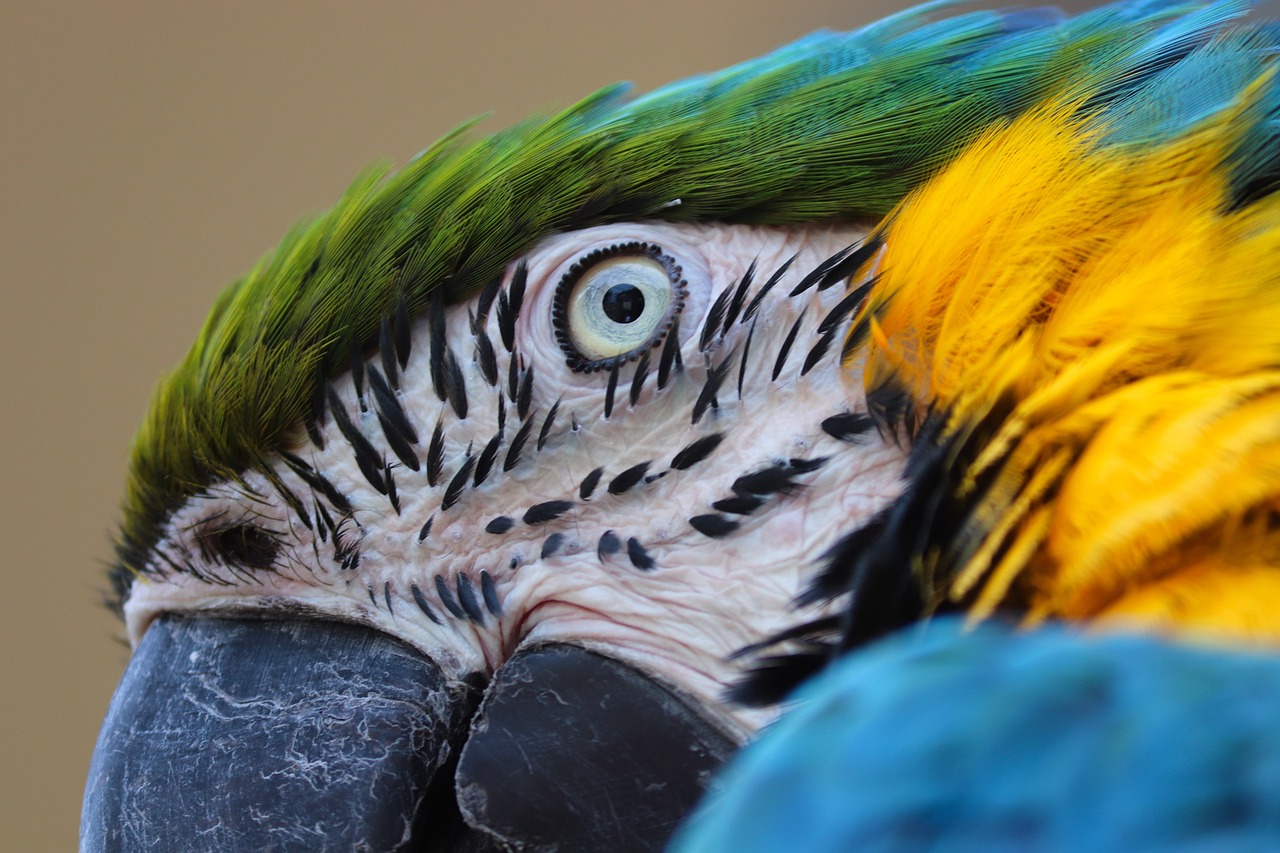 yellow-macaw-g42e9e2600_1280.jpg