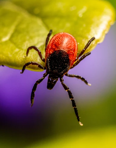 erik_karits-tick-7644666 erik_karits-tick-7644666