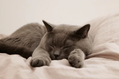 yacubee-cat-7533717 yacubee-cat-7533717