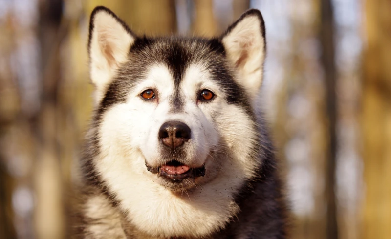 badamczak80-husky-1105338 badamczak80-husky-1105338