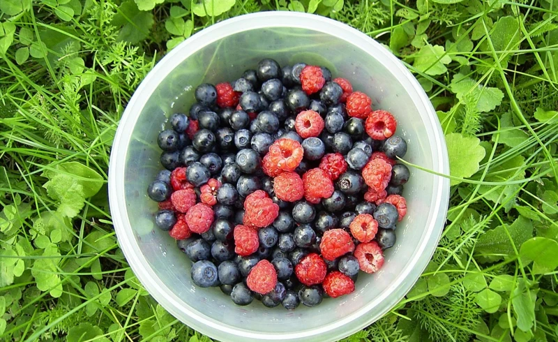 diogenes_3-berries-90861_1280 diogenes_3-berries-90861_1280