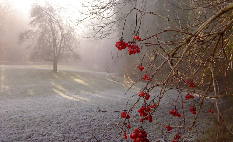 przymrozki przymrozki