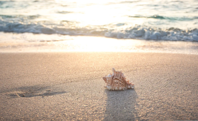seth0s-beach-4301479 seth0s-beach-4301479
